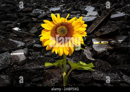 De plus en plus de tournesol en face d'un tas de déchets de démolition Banque D'Images