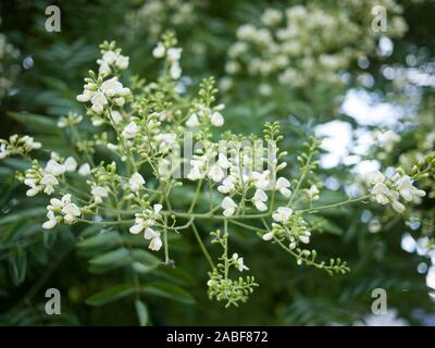 Détails de la panicule à fleurs de la Pagode japonaise ou du Scholar Tree (Styphnolobium japonicum), Londres, Royaume-Uni Banque D'Images