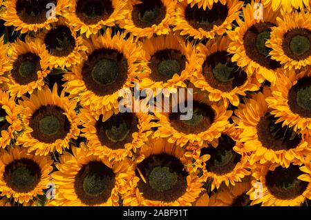 Close Up de faux fond Tournesols Banque D'Images