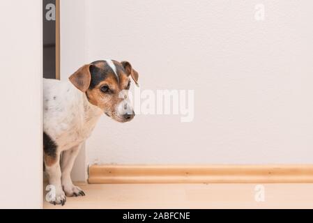 Mignon petit Jack Russell Terrier ressemble curieusement à travers la porte ouverte dans l'appartement. Il se place devant un mur blanc. Banque D'Images
