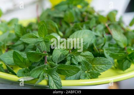 Produits frais et aromatiques herbes menthe verte (mentha) up-close. Banque D'Images