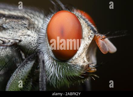 Photographie Macro de mouche isolé sur fond Banque D'Images