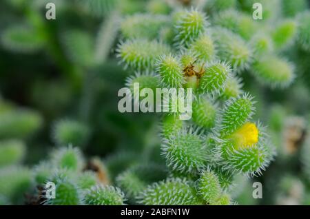 Fleur de cactus jaune est une plante indigène qui a son origine dans le désert. Banque D'Images