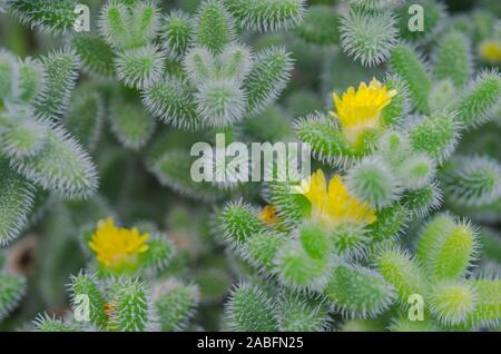 Fleur de cactus jaune est une plante indigène qui a son origine dans le désert. Banque D'Images