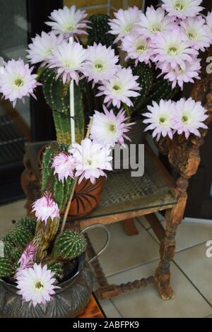 Reine de la nuit en fleurs cactus Banque D'Images