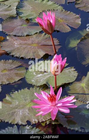 Trois nénuphars roses à différents stades de floraison sur la surface. Nymphaea rouge au soleil du matin. Grandes feuilles vertes flottent autour des fleurs. Banque D'Images