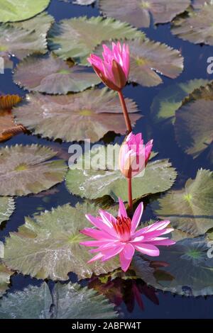 Trois nénuphars roses à différents stades de floraison sur la surface. Nymphaea rouge au soleil du matin. Grandes feuilles vertes flottent autour des fleurs. Banque D'Images