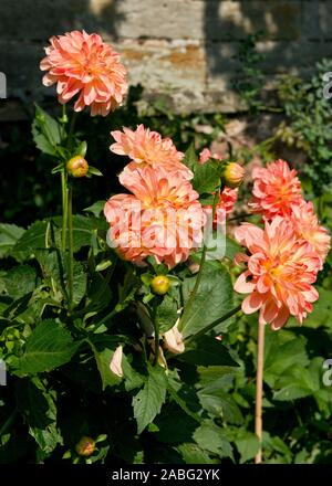 Chrysanthèmes colorés en été. Les plantes de jardin écossais. L'Écosse. Banque D'Images