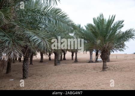 Palmiers dans le désert du Sahara, DUBAÏ, ÉMIRATS ARABES UNIS Banque D'Images