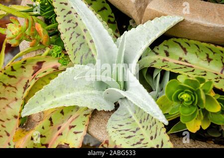 Mélange vert jardin succulentes au Jardin botanique de la Floride à Largo. Banque D'Images