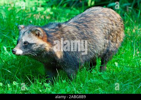 Marderhund (Nyctereutes procyonoides) chien viverrin, Enok ï Baden Württemberg, Deutschland, Allemagne Banque D'Images