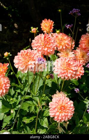 Chrysanthèmes colorés en été. Les plantes de jardin écossais. L'Écosse. Banque D'Images