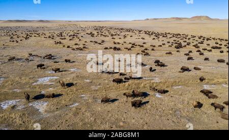 Wright, Wyoming - Les bisons se nourrissent de la Durham Bison Ranch dans le nord-est du Wyoming. Le ranch soulève à propos de 3 000 bisons sur ses 55 000 acres. Banque D'Images