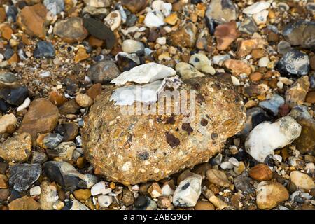 Un ouvrir un shell coquillages vides qui est attachée à un morceau de vieux béton érodé au bord de la mer. La coquille est peut-être une vieille coquille d'huître. Royaume-uni (105) Banque D'Images