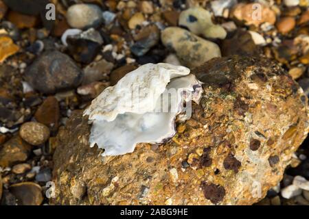 Un ouvrir un shell coquillages vides qui est attachée à un morceau de vieux béton érodé au bord de la mer. La coquille est peut-être une vieille coquille d'huître. Royaume-uni (105) Banque D'Images