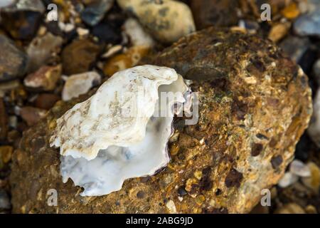 Un ouvrir un shell coquillages vides qui est attachée à un morceau de vieux béton érodé au bord de la mer. La coquille est peut-être une vieille coquille d'huître. Royaume-uni (105) Banque D'Images