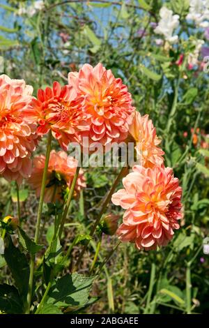 Chrysanthèmes colorés en été. Les plantes de jardin écossais. L'Écosse. Banque D'Images