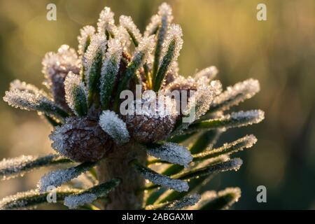 Pointe de sapin du Caucase (sapin de Nordmann) avec de petites pommes de pins, les jeunes couverts de cristaux de glace, éclairé par l'arrière du soleil jaune d'heure d'or Banque D'Images