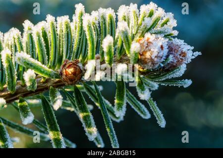 Branche d'un sapin de Nordmann (sapin du Caucase) avec de petits jeunes pommes de pins et de cristaux de glace de gelée blanche à l'extrémité. Closeup macro, side view, horizontal Banque D'Images