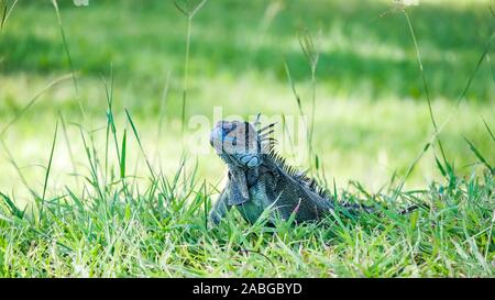 Iguane bleu mignon sur l'herbe verte Banque D'Images