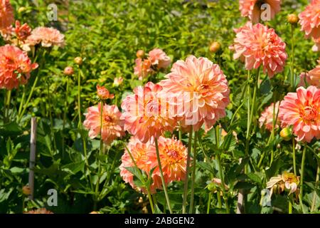 Chrysanthèmes colorés en été. Les plantes de jardin écossais. L'Écosse. Banque D'Images