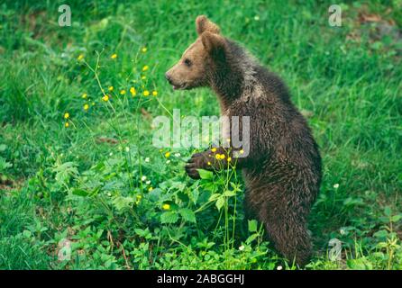 Tiere, Saeugetiere, Baeren, Baer, European Brown Baer, Europaeischer Braunbaer, (Ursus arctos), Cub, junger, Braunbaer Banque D'Images