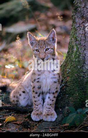 Europaeischer Luchs (Lynx lynx), Banque D'Images