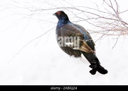 Tiere / Voegel / Huehnervoegel / Birkhuhn / Tétras / (Lyrurus tetrix, Tetrao tetrix) Hahn im Schnee, homme dans la neige, Banque D'Images