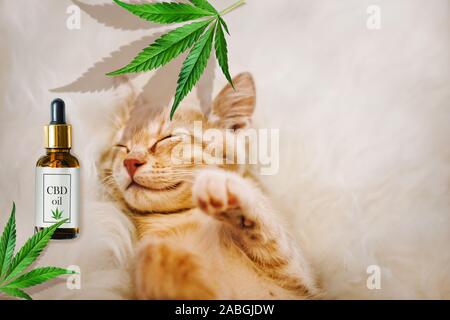 Concept de l'alimentation animale, des vitamines avec la CDB et d'huile de cannabis. Cute kitten rouge avec un sourire qui peut accueillir des feuilles de chanvre, à l'arrière-plan Banque D'Images