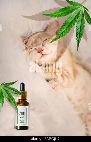 Concept de l'alimentation animale, des vitamines avec la CDB et d'huile de cannabis. Cute kitten rouge avec un sourire qui peut accueillir des feuilles de chanvre, à l'arrière-plan Banque D'Images