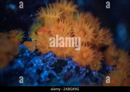 Anémones de mer Banque D'Images