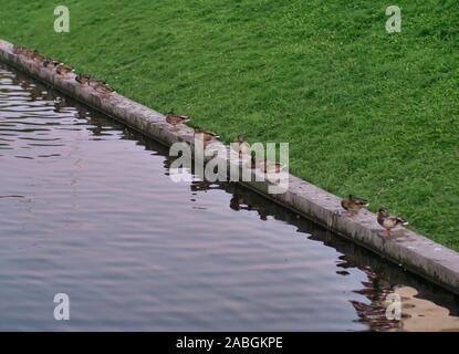 La nature de la ville en été, canards sauvages s'asseoir sur un muret de pierre l'étang Banque D'Images