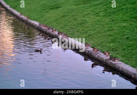 La nature du parc de la ville, les canards sauvages sont assis sur un muret de pierre l'étang Banque D'Images