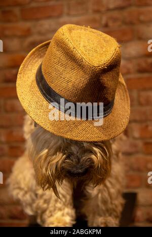 Un chien dans un chapeau de paille. La hat est tiré vers le bas sur le museau Banque D'Images