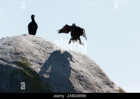 Un scories (Phalacrocorax aristotelis) s'envoler d'un rocher Banque D'Images