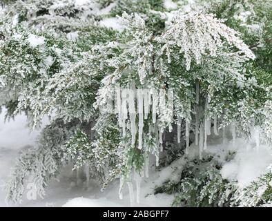 Détail d'hiver : les glaçons sur juniper branches couvertes de neige et de givre blanc sur fond de neige, copiez l'espace. Noël et nouvel an hol Banque D'Images