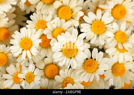 Close up fond de camomille fleurs daisy blanc frais, augmentation de la vue supérieure, juste au-dessus Banque D'Images