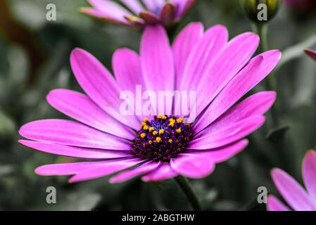 Fleur pourpre - Osteospermum - marguerite rose foncé, en pleine floraison Banque D'Images