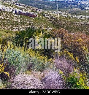 Les plantes qui poussent naturellement sur la montagne, Alcossebre, Espagne Banque D'Images