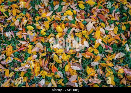 Couleurs d'automne - belle rapprochée sur des feuilles de couleur rouge et orange sur un pré en octobre Banque D'Images