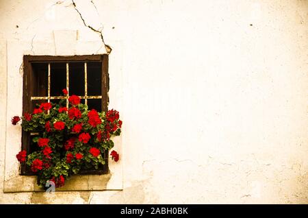 Fleurs rouge et vieux mur fenêtre Banque D'Images