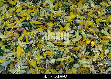 Couleurs d'automne - belle rapprochée sur des feuilles de couleur jaune sur un pré en octobre Banque D'Images