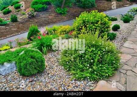 Deux arbustes en fleurs de potentille (Dasiphora fruticosa} avec fleurs blanches et jaunes parmi des pierres et divers conifères nains et fleurs - Banque D'Images