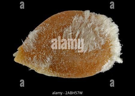 Solanum lycopersicum, tomate, tomate, des semences, de près, la taille de la semence 3-4 mm Banque D'Images