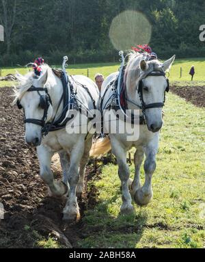 Musée Weald et télécharger show 2019 automne Banque D'Images