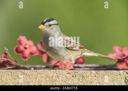 Sparrow le mur de ciment avec des fleurs Banque D'Images