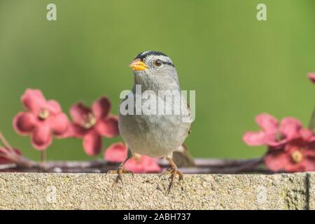 Sparrow le mur de ciment avec des fleurs Banque D'Images