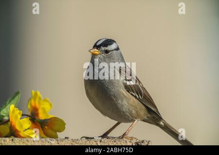 Sparrow le mur de ciment avec des fleurs Banque D'Images