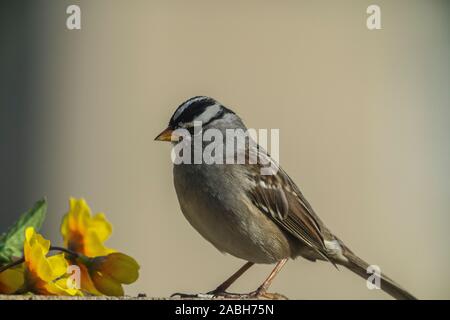 Sparrow le mur de ciment avec des fleurs Banque D'Images