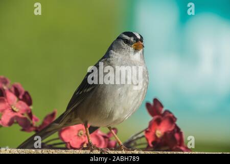 Sparrow le mur de ciment avec des fleurs Banque D'Images